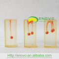 EN-N5 Enlarge Root Canal Transparent Block with Colored Pulpal Wall and Crowns